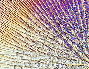 Detail en gros plan d'une surface texturee aux lignes rayonnantes et couleurs vibrantes, evoquant un motif naturel.