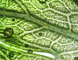 Detail d'une feuille verte, montrant la texture des veines et des gouttelettes d'eau, illumine par la lumiere.