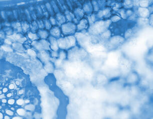 Mikroskopische Aufnahme von blauen Zellstrukturen mit komplexen Mustern und Texturen.