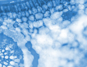 Microscopie d'une structure cellulaire, presentant des motifs et des textures en nuances de bleu.