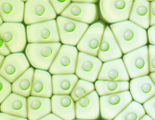 Microscopie d'une cellule vegetale, montrant des structures hexagonales avec des gouttelettes de chlorophylle.