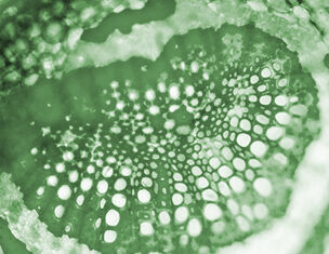 Detail microscopique d'une structure cellulaire verte, montrant des motifs circulaires et des textures organiques.