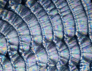 Texte alternatif : Detail d'une surface irisee, montrant des motifs en ecailles colores qui scintillent sous la lumiere.