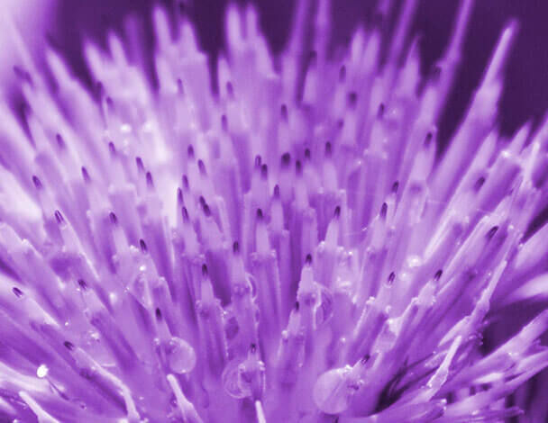 Close-up of a purple thistle flower, highlighting its sharp, spiky tips and droplets of water glistening on the surface.