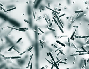 Microorganismes varies sous un microscope, montrant des bacteries et d'autres formes de vie invisible.