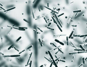 Microorganismes varies sous un microscope, montrant des bacteries et d'autres formes de vie invisible.