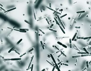 Microorganismes varies sous un microscope, montrant des bacteries et d'autres formes de vie invisible.